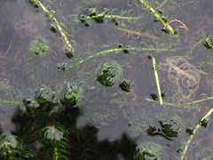 Lagarosiphon major