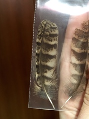 Otus scops