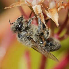 Apis mellifera