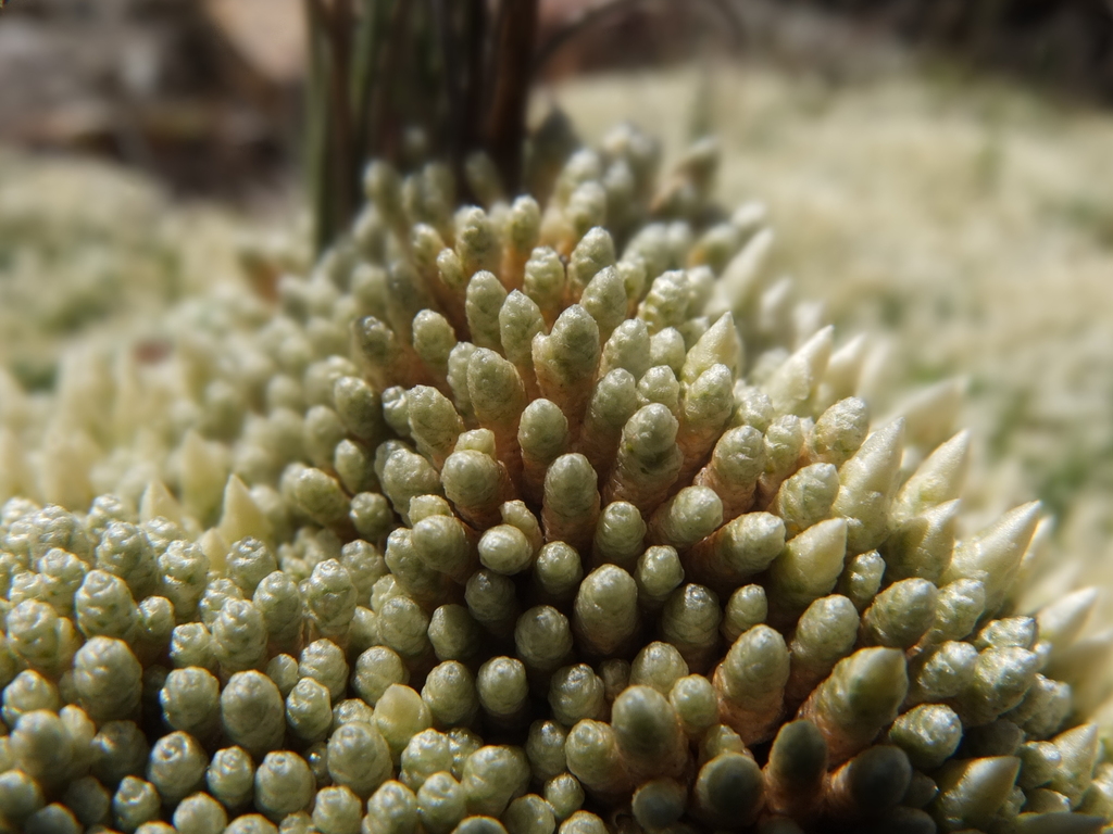 Pycnophyllum molle
