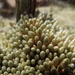 Pycnophyllum molle - Photo (c) fabien_anthelme, algunos derechos reservados (CC BY-SA), uploaded by fabien_anthelme