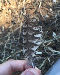 Otus scops