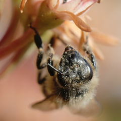 Apis mellifera