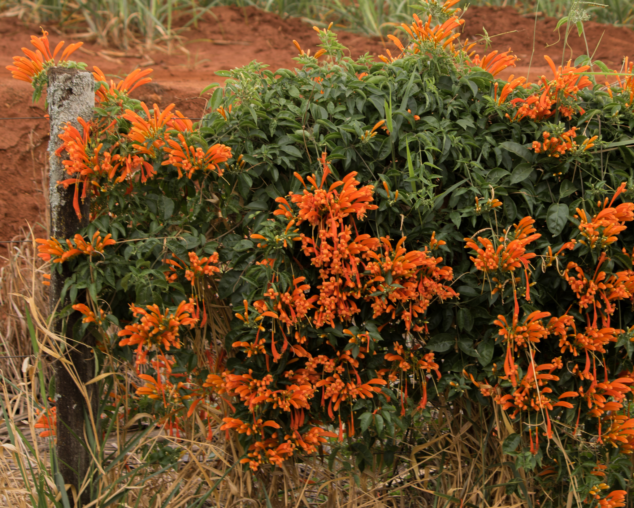 Pyrostegia venusta