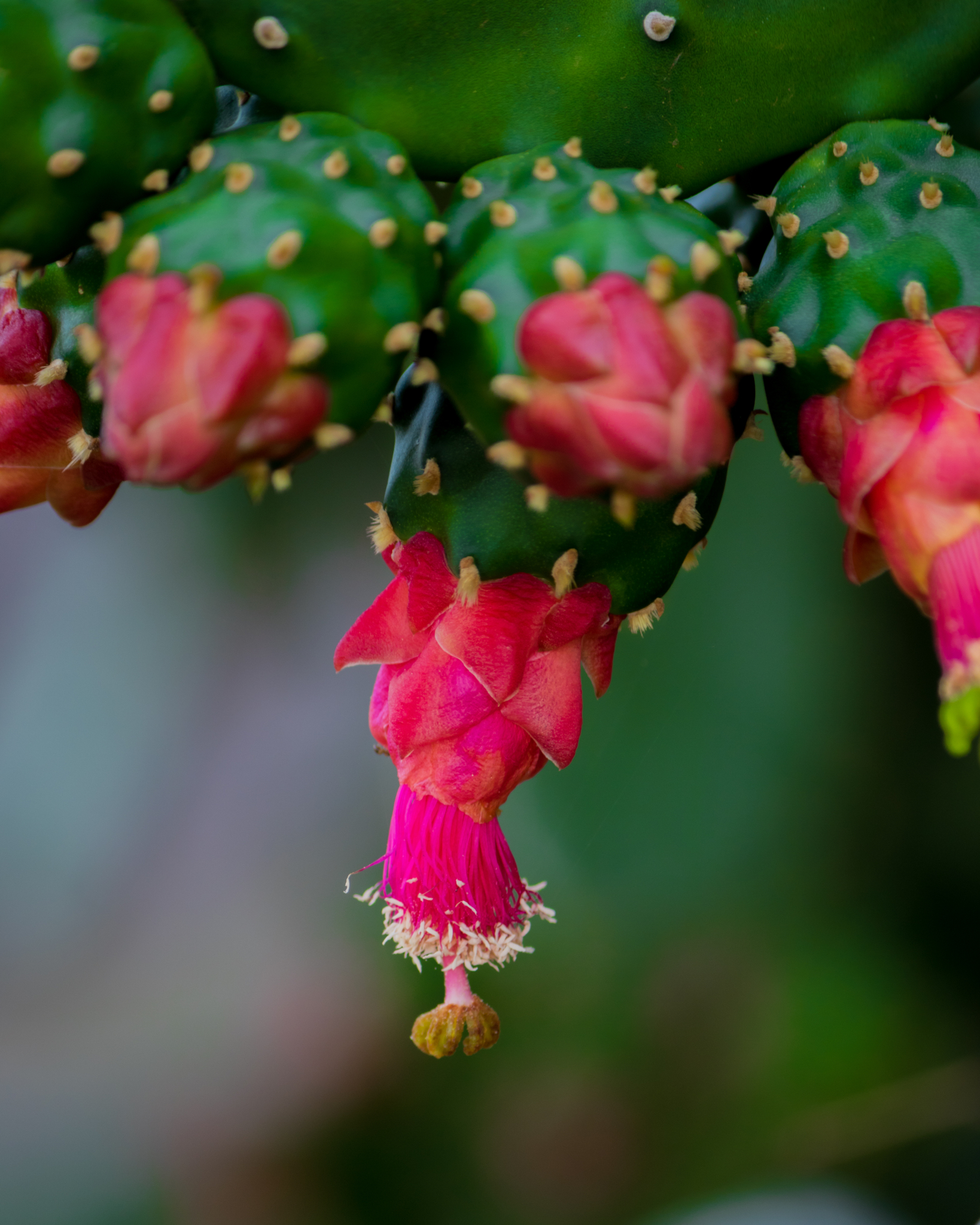 Opuntia cochenillifera
