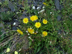 Taraxacum taimyrense
