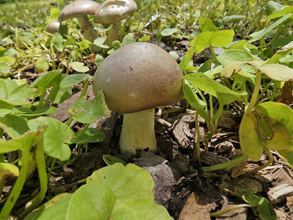 Wine-cap Stropharia · May 2026 · photo: Photo: (c) Paul Hunter, some rights reserved (CC BY) · iNaturalist