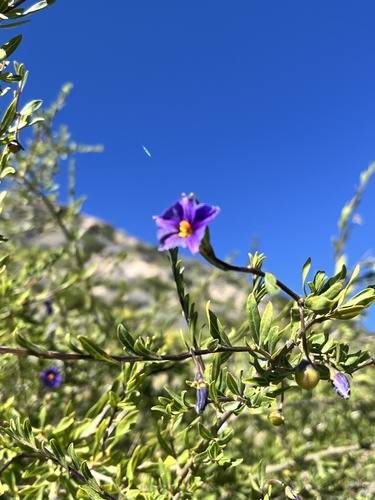 Lycianthes lycioides