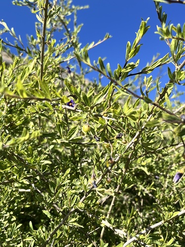 Lycianthes lycioides, photograph 2