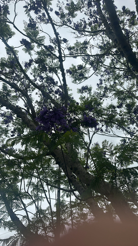 Jacaranda mimosifolia observed 2026-05-06