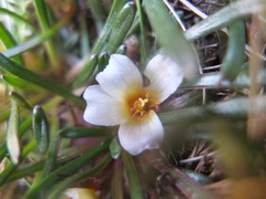 Calandrinia acaulis
