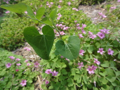 Aristolochia debilis
