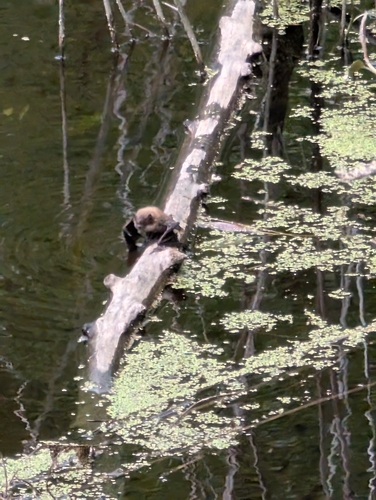 Little Brown Bat observed by rkimpton
