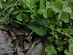 Aristolochia debilis