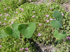 Aristolochia debilis