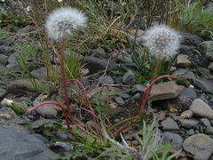Taraxacum taimyrense