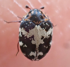 Anthrenus sophonisba