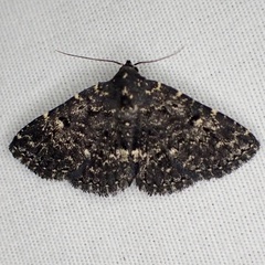 Metalectra tantillus