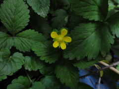 Potentilla indica
