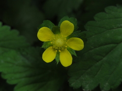 Potentilla indica