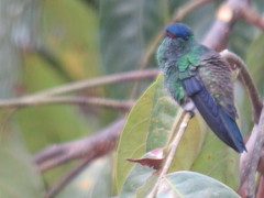 Saucerottia cyanifrons