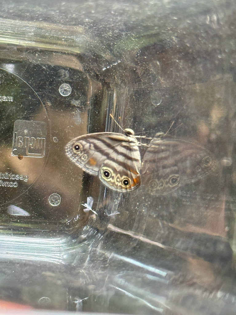 Euptychia juanjoi