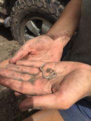 Typhlacontias rohani