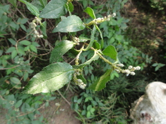 Celtis sinensis