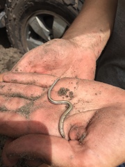 Typhlacontias rohani