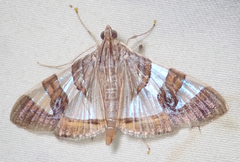 Glyphodes bitriangulalis