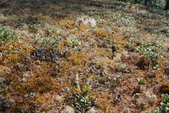 Taraxacum taimyrense