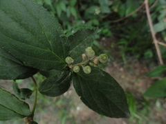 Celtis sinensis