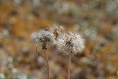 Taraxacum taimyrense