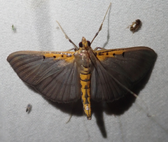 Filodes costivitralis