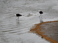 Recurvirostra andina