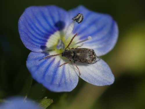Bruchidius tibialis