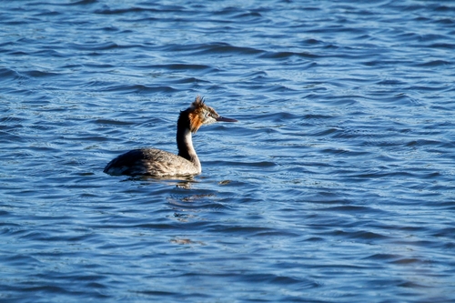 Great Crested Grebe