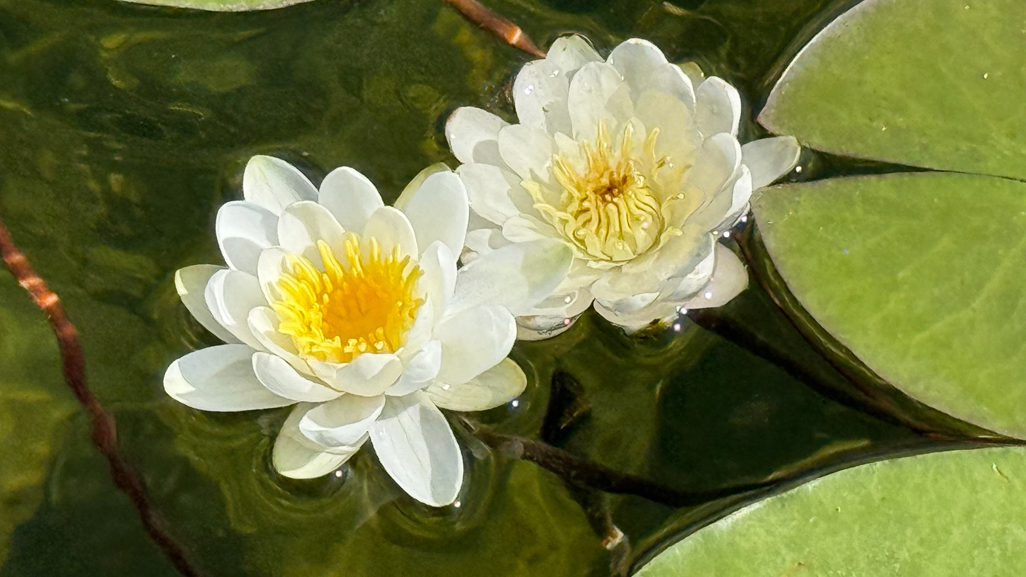 Fragrant water lily