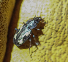 Tetragonoderus thunbergi