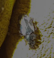 Tetragonoderus thunbergi