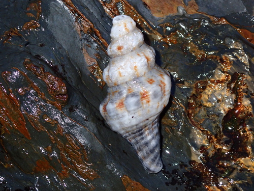 Fusinus nicobaricus observed 2026-05-09