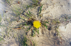 Taraxacum taimyrense