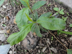 Pterocarya stenoptera