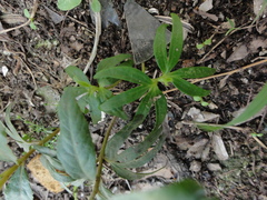 Pterocarya stenoptera