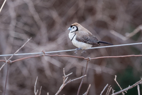 Double-barred Finch
