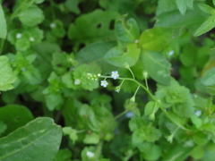 Trigonotis peduncularis