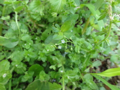 Trigonotis peduncularis