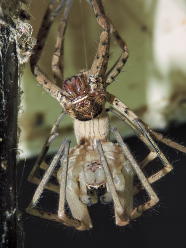 Pantropical Huntsman Spider, Yelapa, Jalisco, Mexico, photo 8 of 10