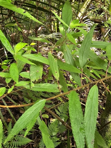 Debregeasia longifolia observed 2026-04-10