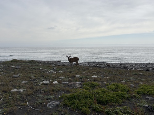 Mule Deer